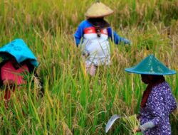 Jelang Panen Raya, Bulog Pastikan Stok Beras Stabil Selama Ramadhan