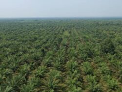 Crude Palm Oil (CPO) Emerging as a Major Economic Boost Amid Global Economic Challenges